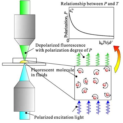 fluorescence polarimeter|fluorescence polarization measurements.